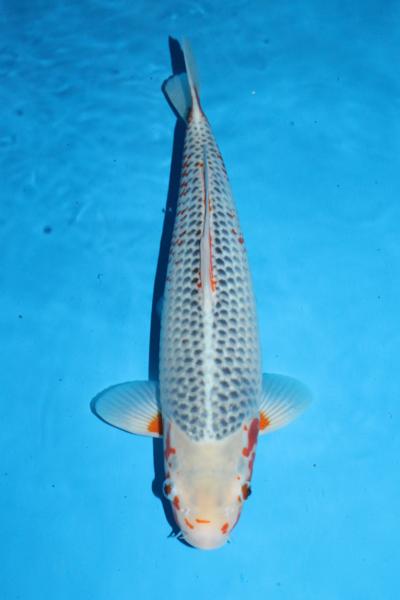 【魚酔】 丸堂養鯉場産 浅黄 43ｃｍ 28-1