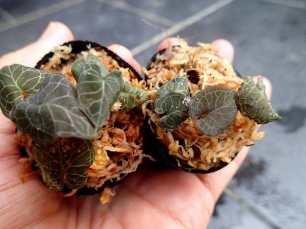 ▲▼ 可愛いコリバス…シダ・ジュエルオーキッド▲