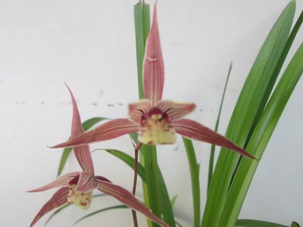 東洋蘭　日向寒蘭成木花付　紅桃黄葉系　２