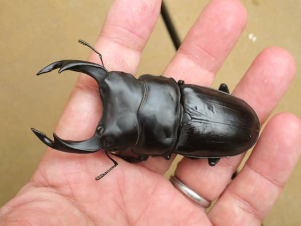 能勢YGオオクワガタ　♂82.3mm+♀53.9mm