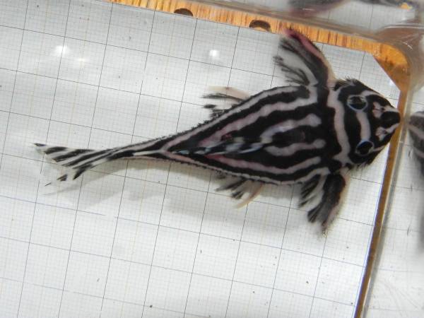 ◎自家産インペリアルゼブラプレコ　約8.8センチ　♂補償有　