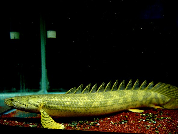 極上！ワイルド ギニア ビキール ラプラディ 35㎝位 綺麗
