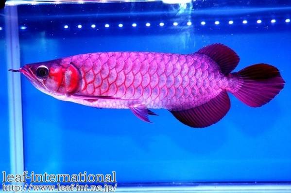 売り切り！DOS.RED Special AROWANA ヤング　レッドアロワナ