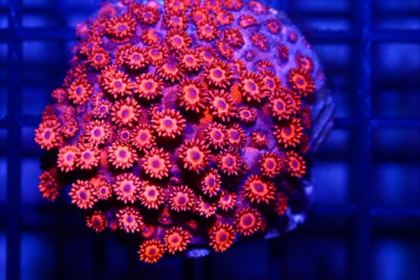 【DEN】 SSS級!!ハナガサブラッドメタレッドパープルコアエッジ