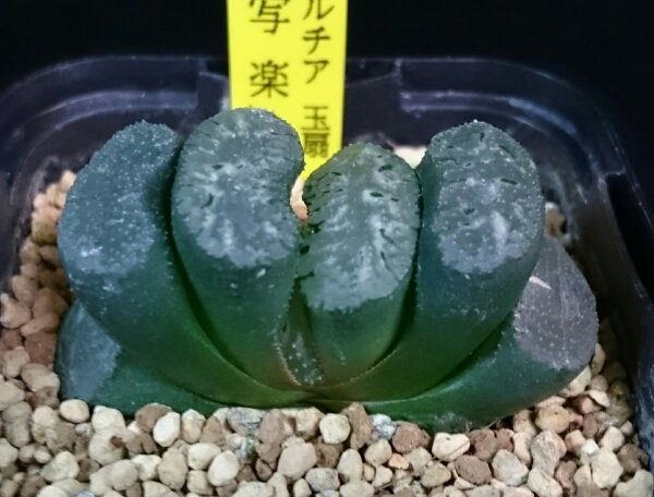 写楽 多肉植物 ハオルチア 玉扇 サボテン 売買されたオークション情報 Yahooの商品情報をアーカイブ公開 オークファン Aucfan Com 写楽 多肉植物 ハオルチア 玉扇 サボテン 売買されたオークション情報 Yahooの商品情報をアーカイブ公開 オークファン Aucfan Com