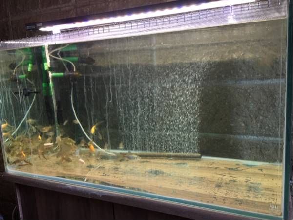 90cm水槽 フルセット LED照明 エーハイムポンプ 水槽台 千葉より 90cm水槽 フルセット LED照明 エーハイムポンプ 水槽台 千葉より