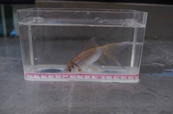 【宮城鉄魚飼育研究会】青茶鉄魚-大