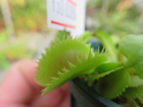 食虫植物 ハエトリソウ Dionaea muscipula 'UK Saw tooth 2'