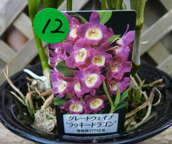 洋蘭 デンドロビューム グレートウェイブ ラッキードラゴン 3 5号 陶器鉢 新入荷 12 ラン 売買されたオークション情報 Yahooの商品情報をアーカイブ公開 オークファン Aucfan Com