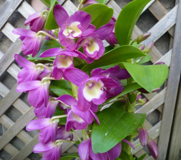 洋蘭 デンドロビューム グレートウェイブ ラッキードラゴン 3 5号 陶器鉢 新入荷 12 ラン 売買されたオークション情報 Yahooの商品情報をアーカイブ公開 オークファン Aucfan Com