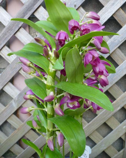 洋蘭 デンドロビューム グレートウェイブ ラッキードラゴン 3 5号 陶器鉢 新入荷 12 ラン 売買されたオークション情報 Yahooの商品情報をアーカイブ公開 オークファン Aucfan Com