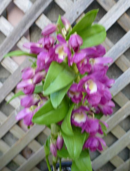 洋蘭 デンドロビューム グレートウェイブ ラッキードラゴン 3 5号 陶器鉢 新入荷 12 ラン 売買されたオークション情報 Yahooの商品情報をアーカイブ公開 オークファン Aucfan Com