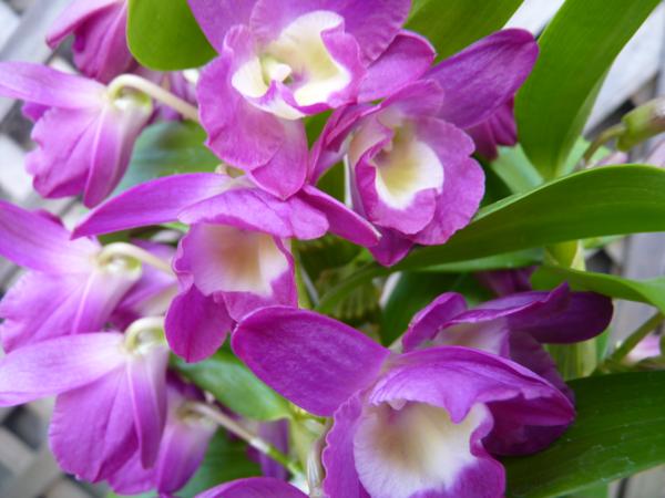 洋蘭 デンドロビューム グレートウェイブ ラッキードラゴン 3 5号 陶器鉢 新入荷 12 ラン 売買されたオークション情報 Yahooの商品情報をアーカイブ公開 オークファン Aucfan Com