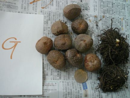 宇宙芋 エアーポテト むかごと芋のセットｇ 美味しいグリーンカーテンはいかが 野菜 売買されたオークション情報 Yahooの商品情報をアーカイブ公開 オークファン Aucfan Com