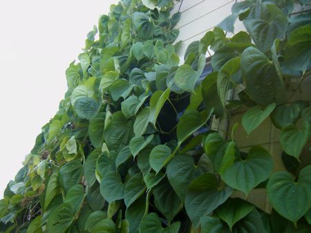 宇宙芋 エアーポテト むかごと芋のセットｇ 美味しいグリーンカーテンはいかが 野菜 売買されたオークション情報 Yahooの商品情報をアーカイブ公開 オークファン Aucfan Com