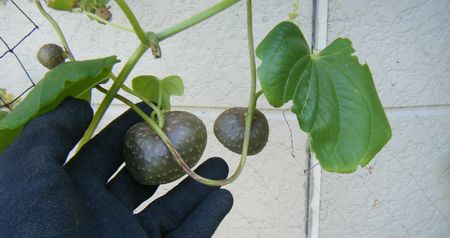 宇宙芋 エアーポテト むかごと芋のセットｇ 美味しいグリーンカーテンはいかが 野菜 売買されたオークション情報 Yahooの商品情報をアーカイブ公開 オークファン Aucfan Com