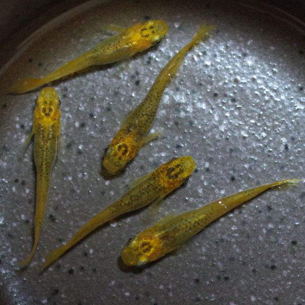 ◆MEDAKARIUM◆ クリアブラウンヒカリ めだか 2ペア＋α （ヒカリ体型 メダカ）_1