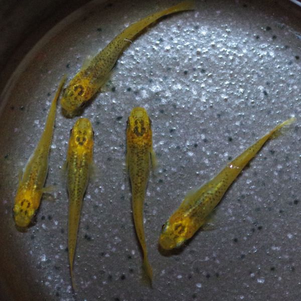 ◆MEDAKARIUM◆ クリアブラウンヒカリ めだか 2ペア＋α （ヒカリ体型 メダカ）_2