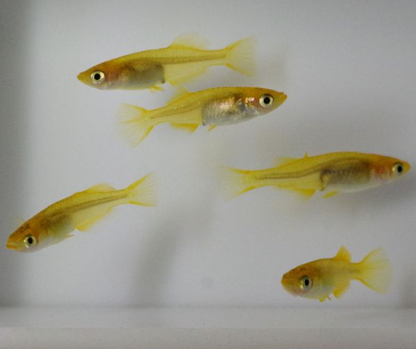 ◆MEDAKARIUM◆ クリアブラウンヒカリ めだか 2ペア＋α （ヒカリ体型 メダカ）_3