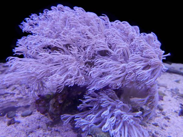 【res】※403　沖縄産　ウミアイサ　複数株付き　梱包無料！