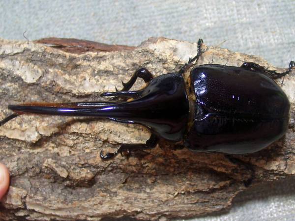 D． ネプチューン オオカブト　２令幼虫６頭　♪0409