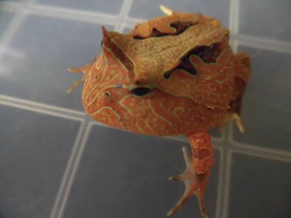 WTアマゾンツノガエル　2017CBF2　P26