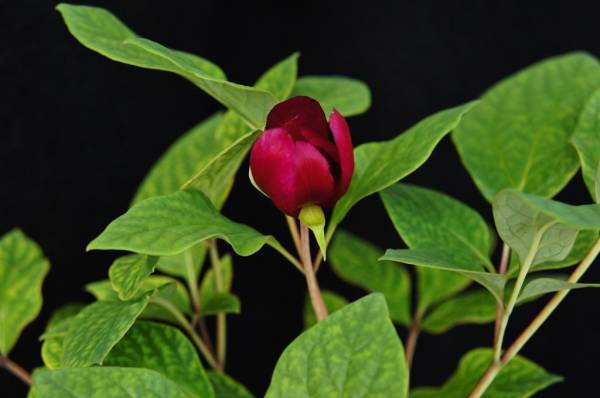 j459627553.2