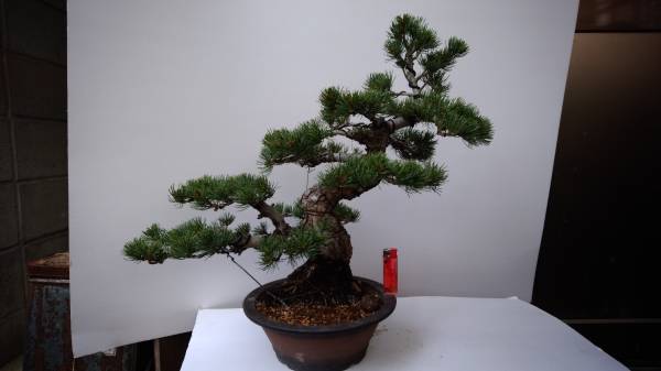 100%新品，限定SALE 五藤園 ねじ幹五葉松 実生約20年(松)｜売買されたオークション情報、yahooの商品情報をアーカイブ公開 - オークファン 松