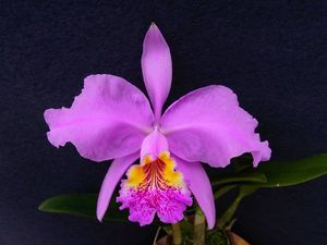 C. lueddemanniana lueddemannianaのYahoo!オークション(旧ヤフオク