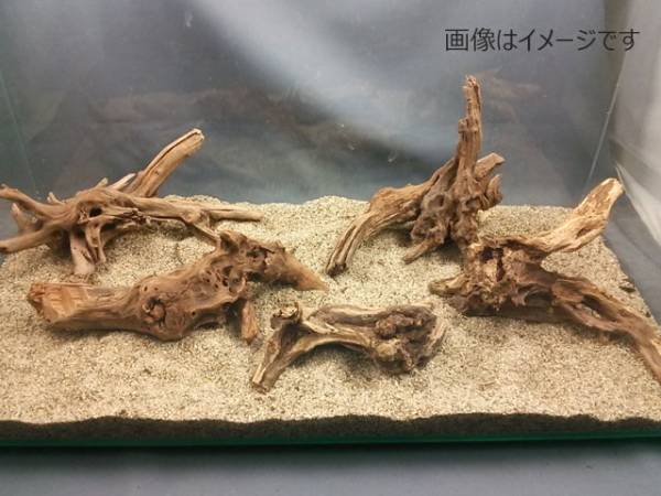 マングローブ系 ベストサイズ 約15～25㎝ 5本入り×3セット_58