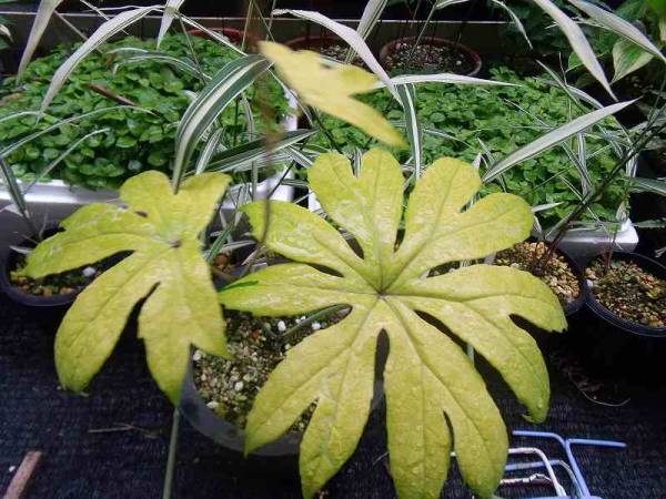 山野草　　　　黄斑入り　　　 ヤブレガサ　　　一鉢_1