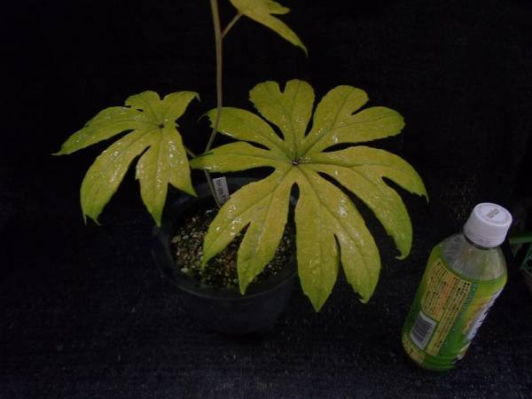 山野草　　　　黄斑入り　　　 ヤブレガサ　　　一鉢_2