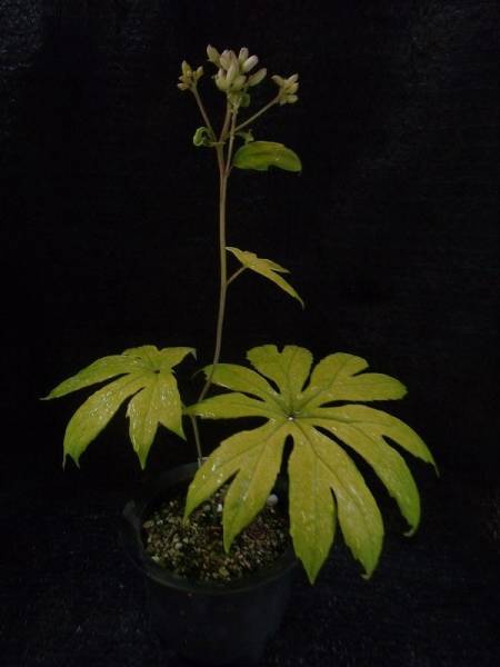 山野草　　　　黄斑入り　　　 ヤブレガサ　　　一鉢_3