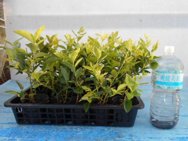 ●超大実ブルーベリー苗NHチャンドラー２０鉢セット