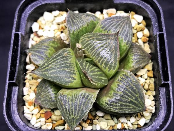 多肉植物　ハオルチア　スプレンデンス　特ダルマ