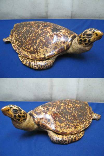 亀の剥製 海亀 べっ甲 タイマイ インテリア・オブジェ 全長54cm（59