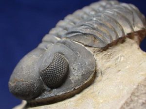 巣穴モロッコ 超希少赤いProetopeltis 巣穴1円モロッコ、希少種赤い巨大