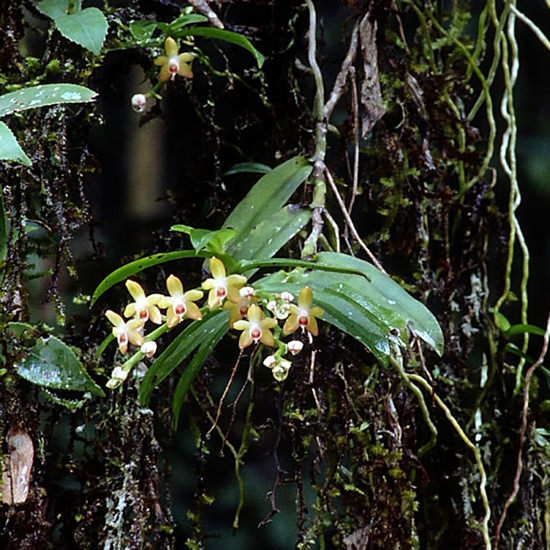 A-１０８★着生蘭//サガリラン種付（貴重品）実生株分品