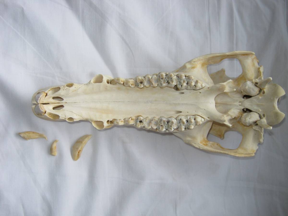 イノシシ 猪 牙 頭骨 骨格標本(科学、自然)｜売買されたオークション
