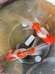 金魚のYahoo!オークション(旧ヤフオク!)の相場・価格を見る｜Yahoo
