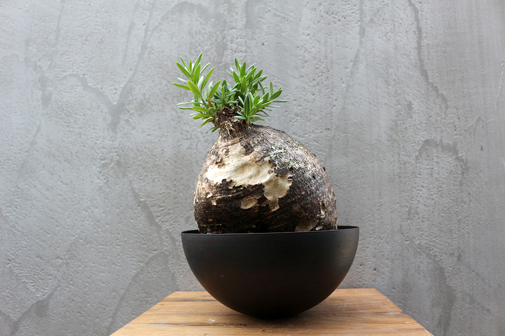 パキポディウム ビスピノーサム 発根済/Pachypodium bispinosum