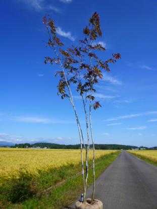 アオダモ⁄山採り⁄株立ち品番3265 ◇◇アオダモ 株立 山取