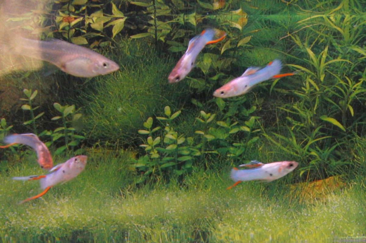 最終出品です！◆国産グッピー◆　エルシルバラード　ジャパンブルー　6ペアまとめて！◆