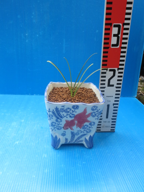 ★山野草　着生蘭★超珍品　ヒガンバナ黄縞斑