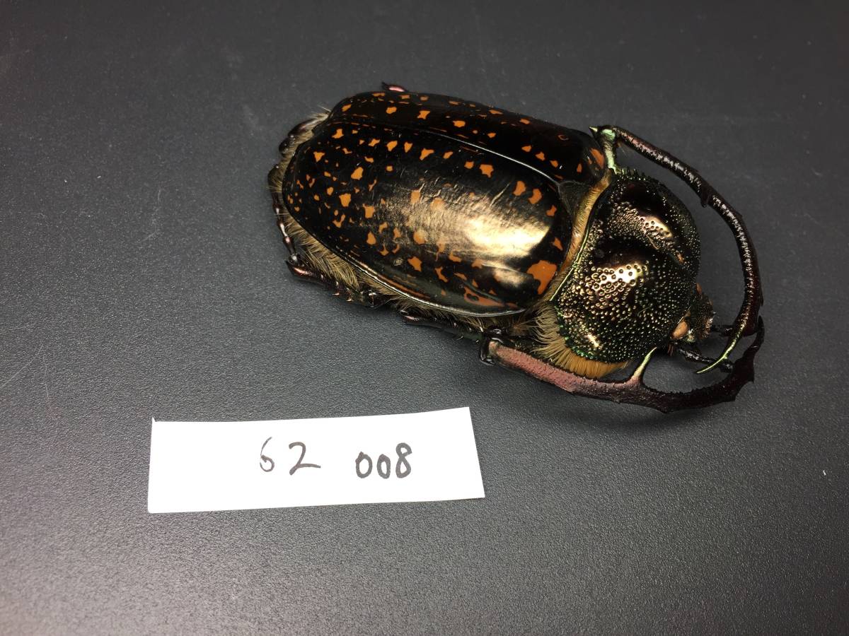 標本69mm 標本 008 62mm バターレルテナガコガネ Cheirotonus