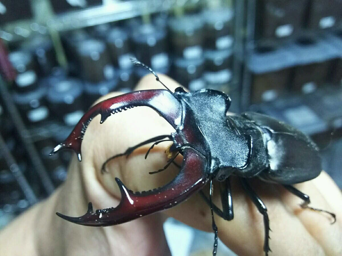 ≪ かんたん決済は不可です 南フランス産ケルブスミヤマ ２令幼虫10頭セット④≫