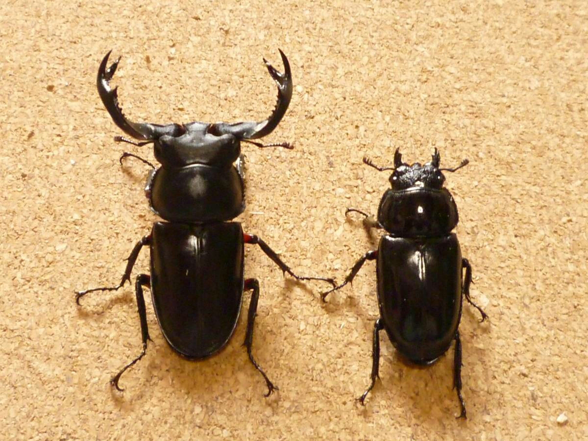 中国シカクワ幼虫6頭①