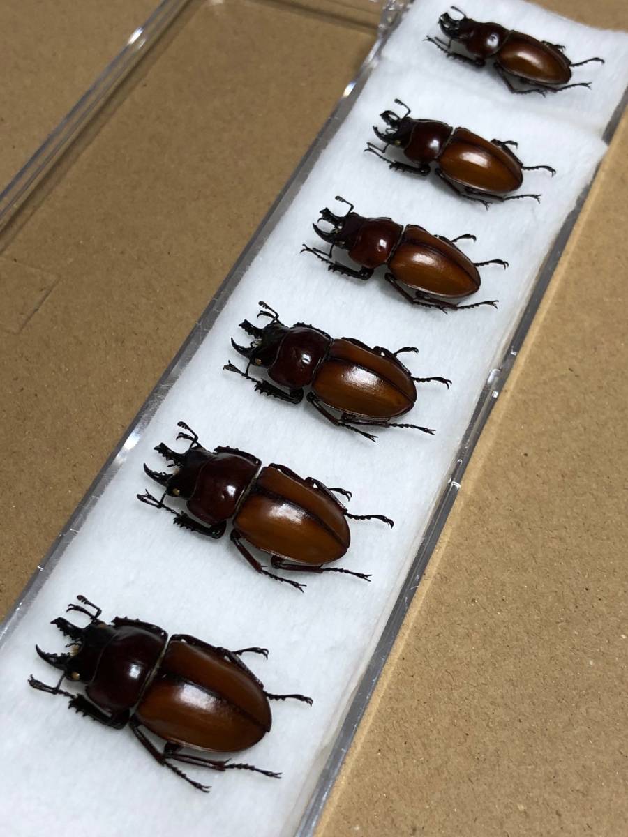 チャイロマルバネクワガタ セット マルバネ クワガタ 石垣島 昆虫 標本