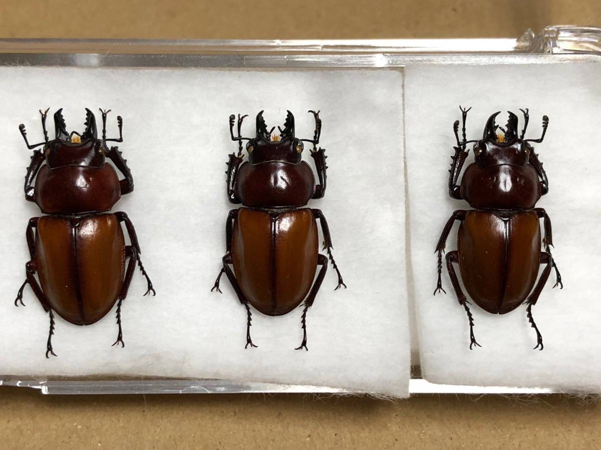 チャイロマルバネクワガタ セット マルバネ クワガタ 石垣島 昆虫 標本