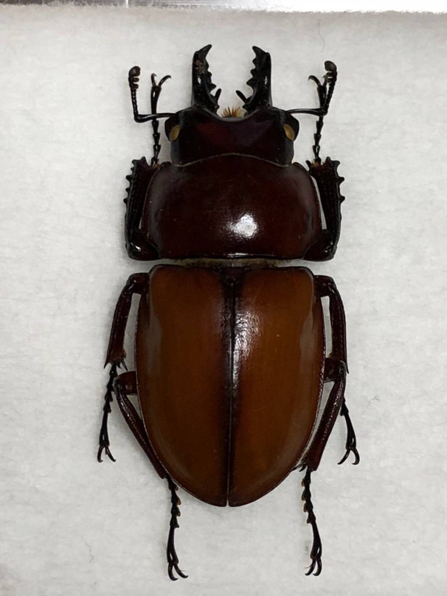 チャイロマルバネクワガタ セット マルバネ クワガタ 石垣島 昆虫 標本